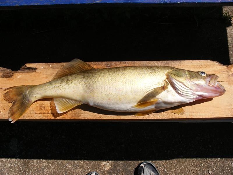 Walleye